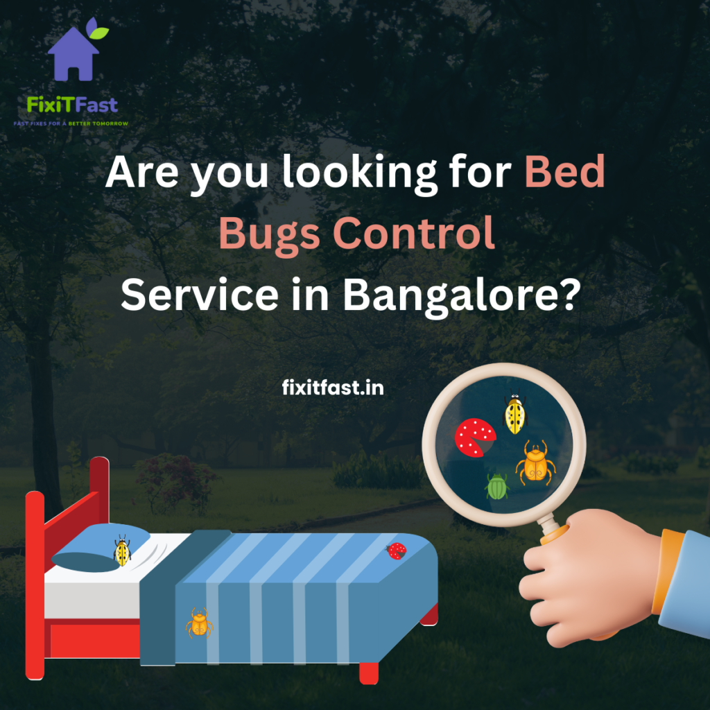 bed bugs